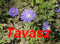TAVASZ 13 kpes GIF
