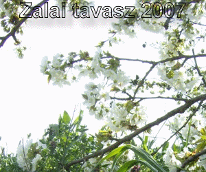 ZALAI TAVASZ 2007 GIF 16 kp
