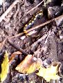 Foltos szalamandra a Bkk jellegzetes llata